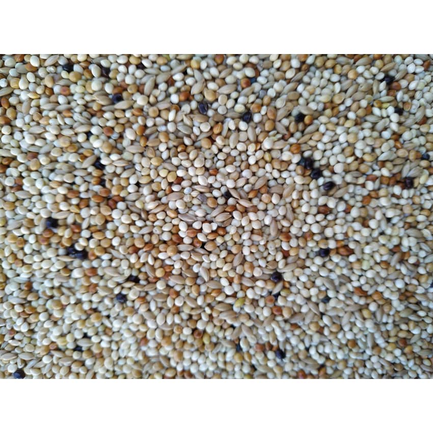 YEM | Dream Sleep Tincture