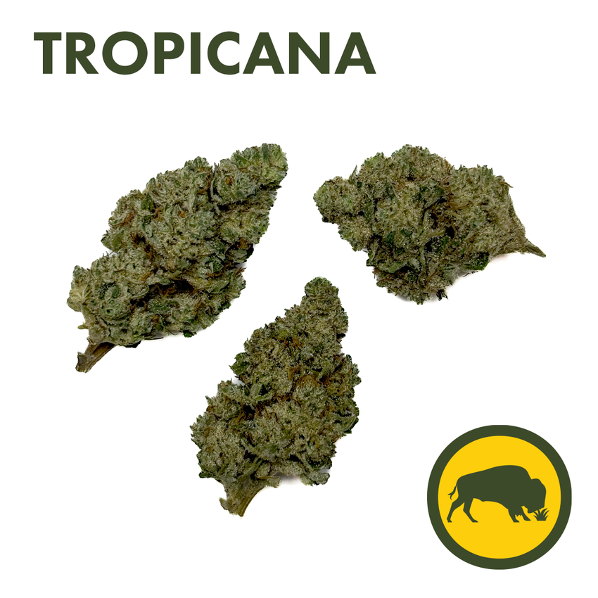 Bison Botanics | Tropicana | Flower | 3.5g