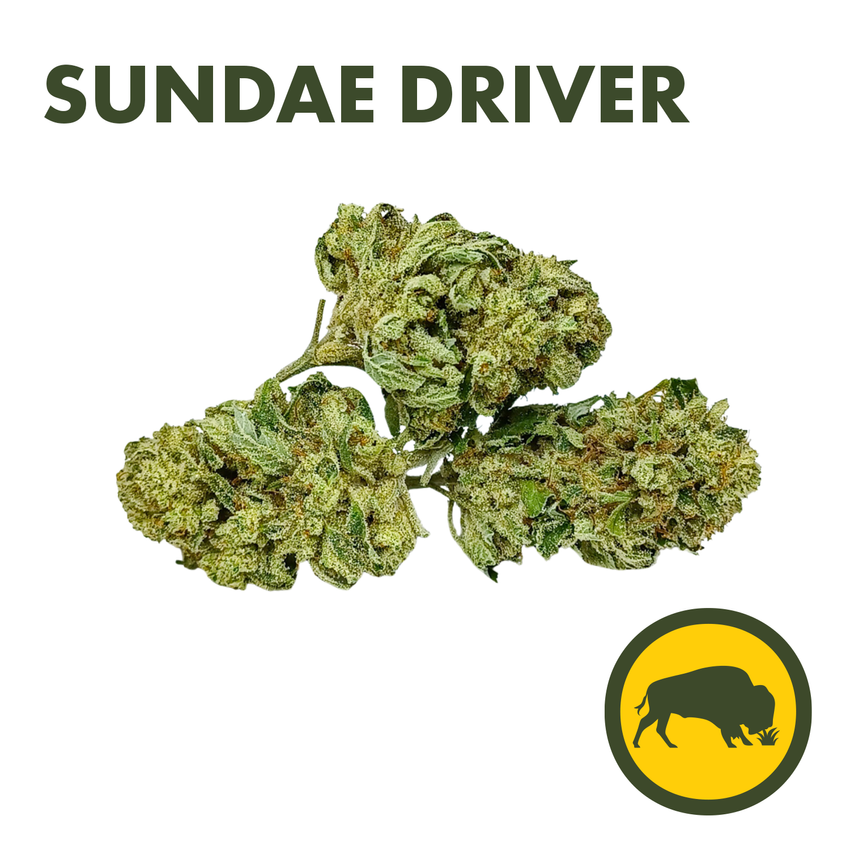 Bison Botanics | Sundae Driver | Flower | 3.5g