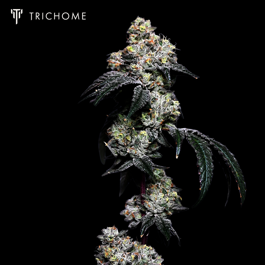 Trichome - OG Glue Whole Flower 1/8th